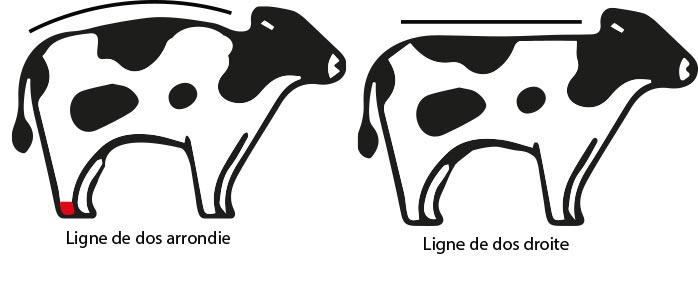 Les boiteries en élevage bovin Les boiteries en élevage bovin.