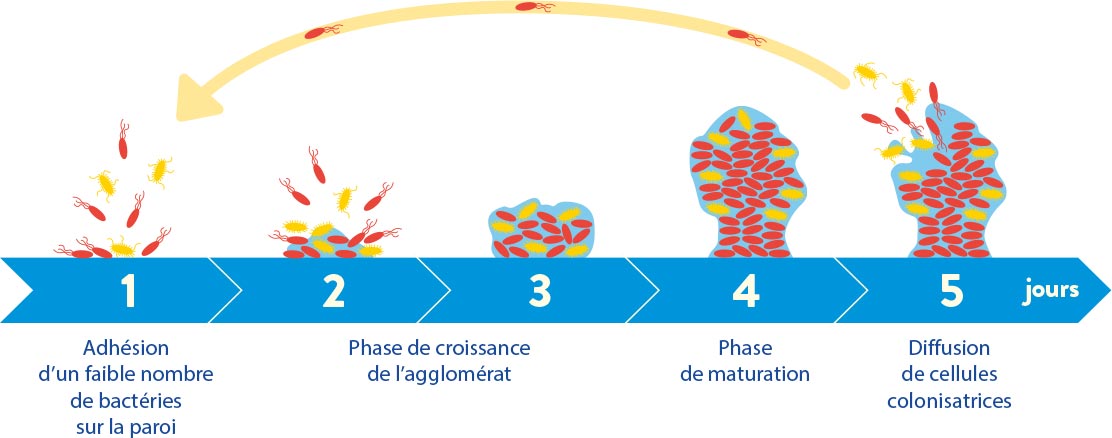 Ce qu’il faut choisir pour l’installation des bacs d’abreuvement