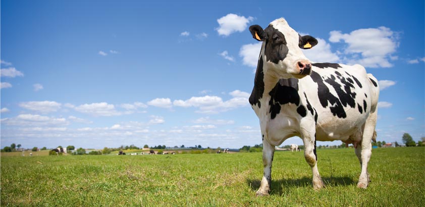 Comment lutter contre les parasites internes des bovins liés au pâturage ?