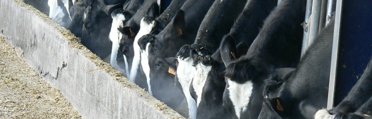 Pour un démarrage en lactation réussi