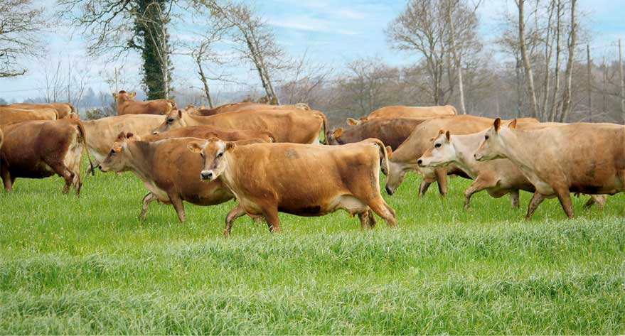 Comment réussir sa mise a l'herbe bovins