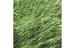 RGI alternatif 4N Lariano - 10 Kg