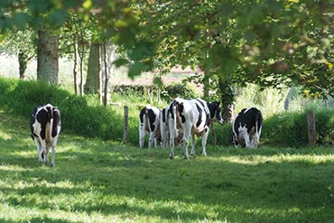 A quoi sert l’analyse coprologique des bouses ?