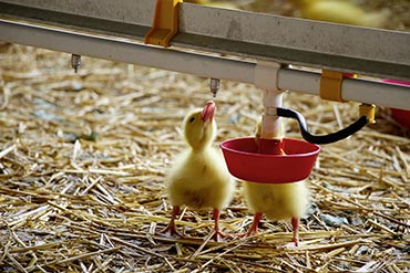 Acidifiants organiques ou acidifiants minéraux, lesquels choisir ?