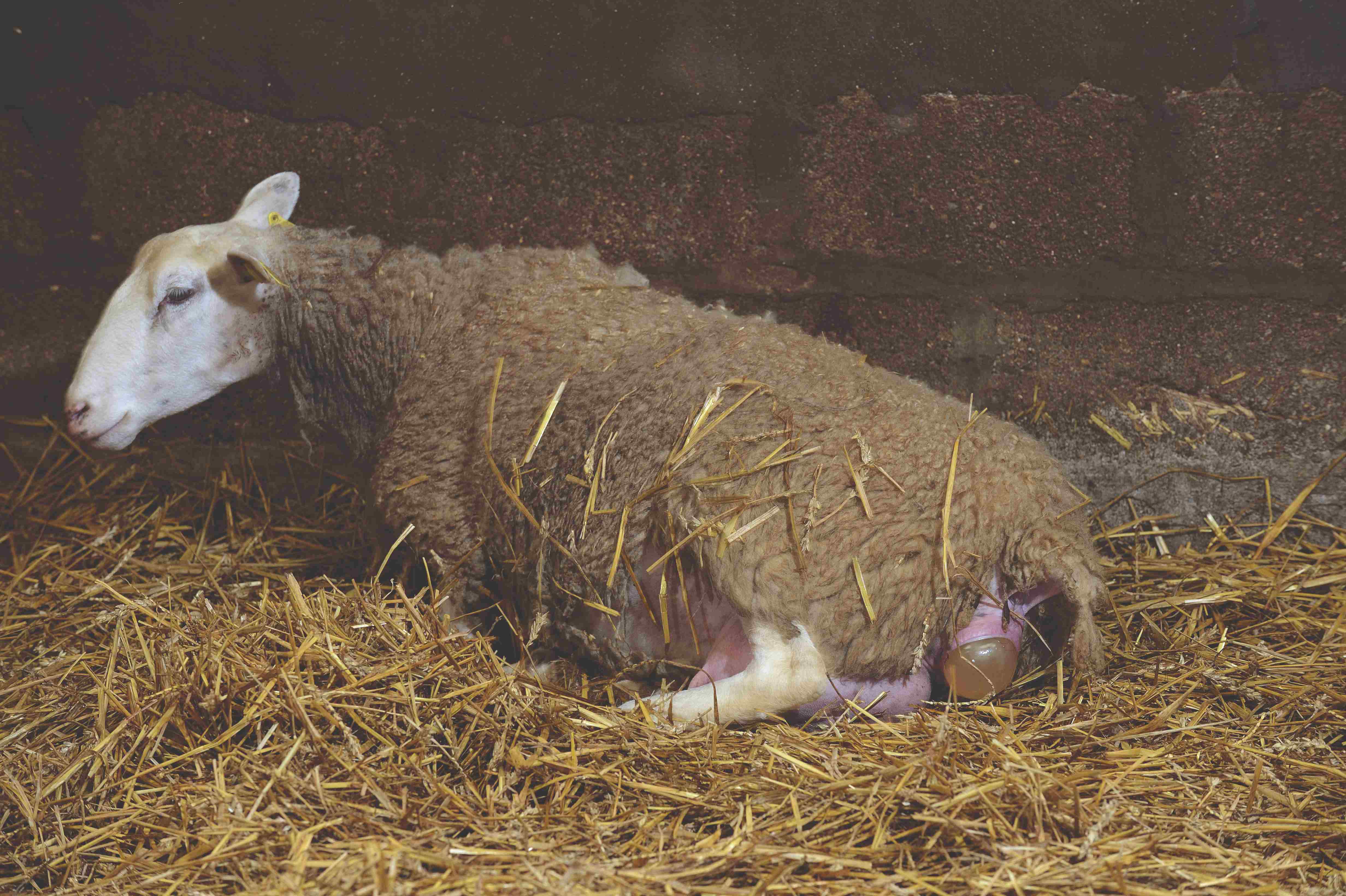 Quelle alimentation privilégier en fin de gestation des brebis ?