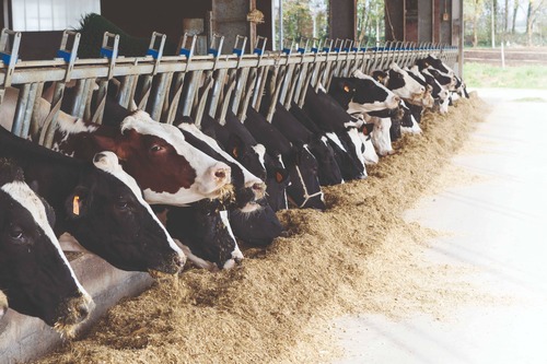 Pourquoi complémenter la ration des vaches laitières en matières grasses ?