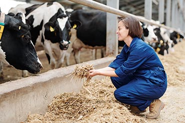 Choisir son conservateur d’ensilage d’herbe : pourquoi ? comment ?