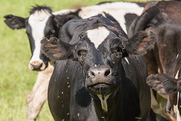 Comment choisir un minéral en adéquation avec les valeurs de votre ensilage de maïs ?