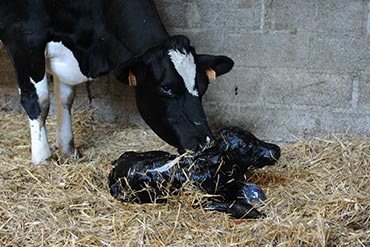 Comment soigner une vache couchée après le vêlage ? Et si c’était un manque de phosphore ?
