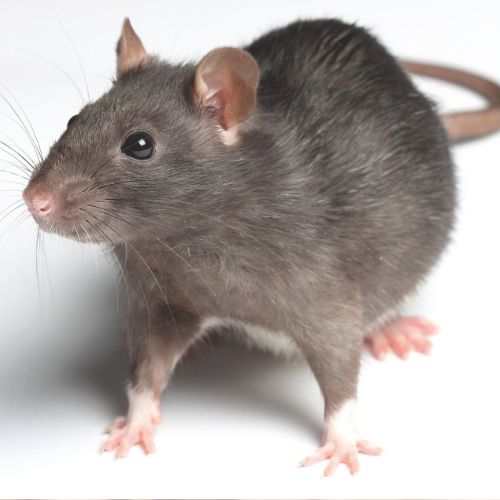 Détruirat : lutter efficacement contre les rats sans rodenticides