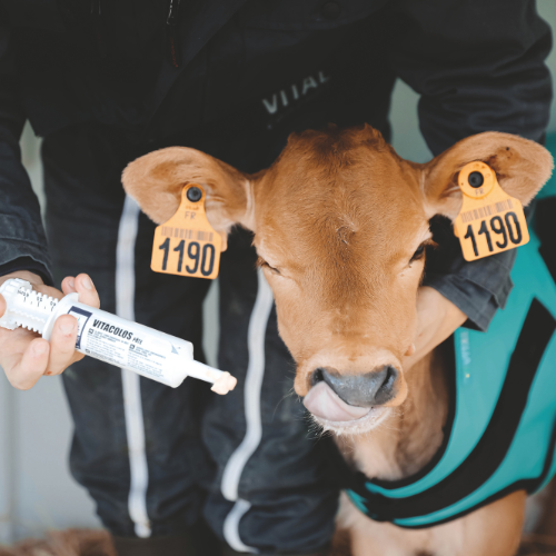 Pourquoi distribuer le colostrum aux veaux ?