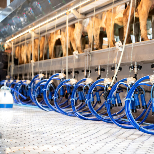 Quels sont les éléments clés de la ferme Pilote Bel Orient pour une traite sereine et confortable ?