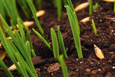 Foliaal : Apporter la juste dose de nutriments à vos cultures