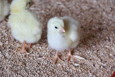 La coccidiose en volailles : une maladie parasitaire qui peut être fatale !