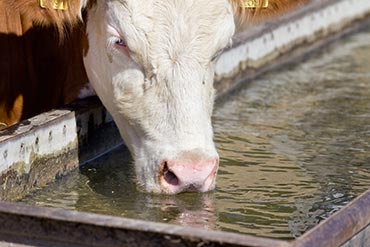 La qualité de l’eau au pâturage : prêtons y attention !