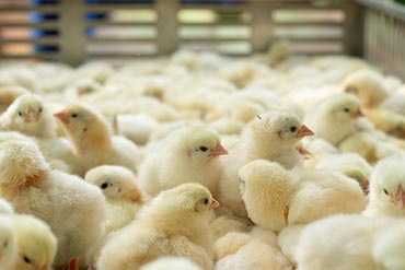 L'eau de boisson : une menace qui doit devenir un atout : Volet 2 : L’analyse bactériologique