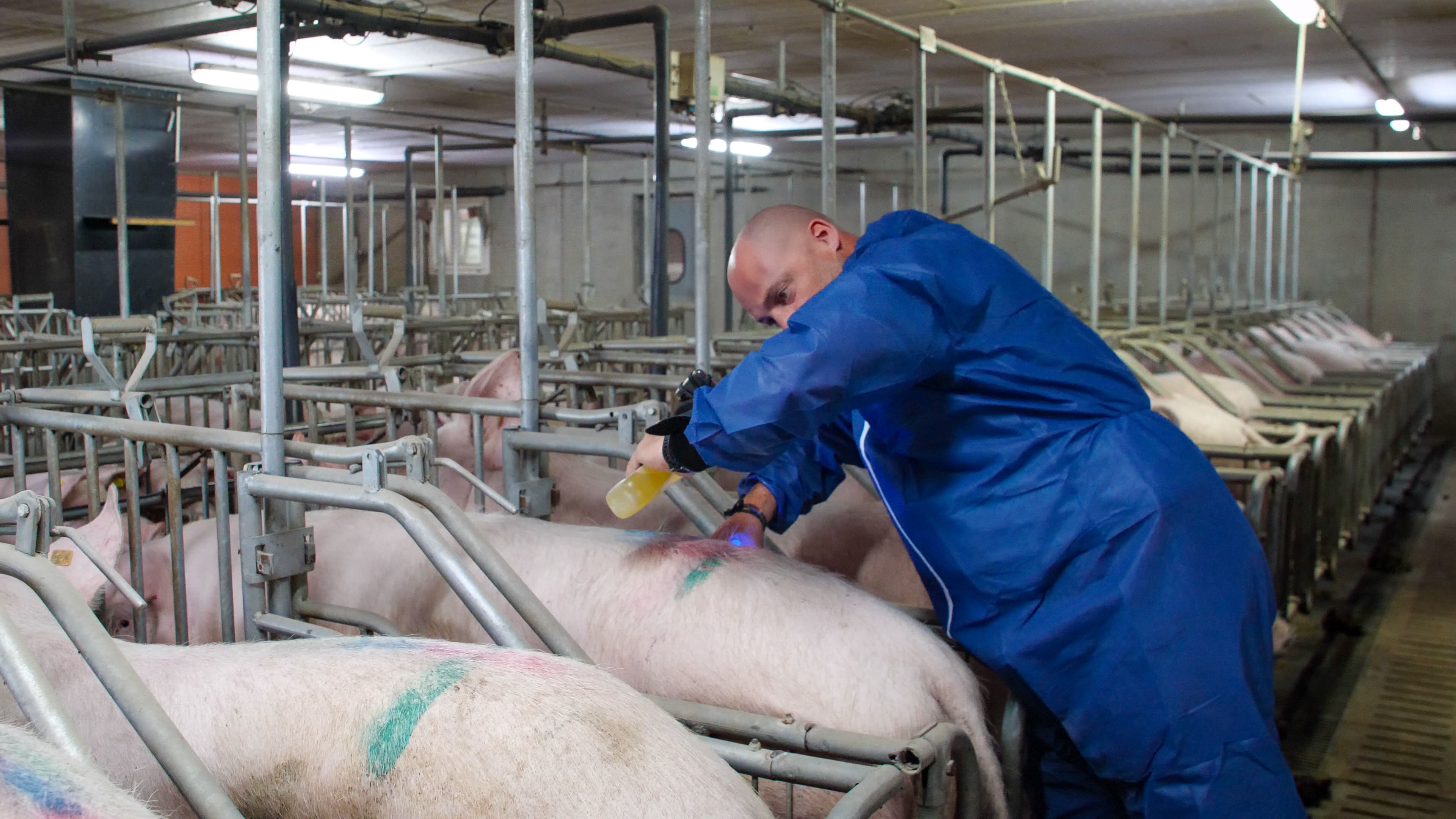 Pourquoi mesurer le lard dorsal chez la truie ?