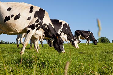 Pour un démarrage en lactation réussi