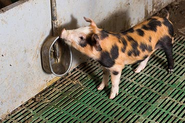 Quel matériel choisir pour l’abreuvement de vos porcs ?