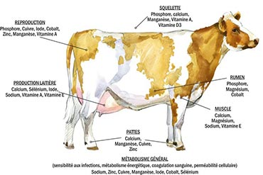 Quels bienfaits des vitamines et minéraux sur la santé des bovins ?