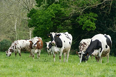 Refaire du stock fourrager : un impératif en 2022