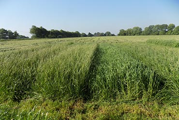 Retour d’expérimentation fourragères : Quel est l’intérêt des prairies multi-espèces en système fauche ?