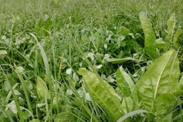 Chicorée et Plantain, des atouts à savoir maîtriser