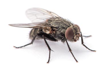 Comment lutter contre les mouches en élevage ?