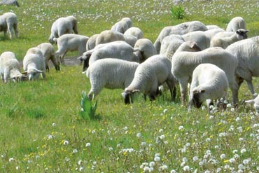 Ovins : Comment bien réussir la mise à l'herbe de mon troupeau ?