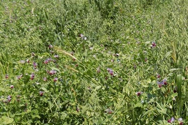 Produire du fourrage en sortie d’hiver : quelles sont les solutions en début d’automne?